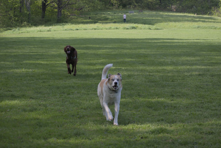 20250513_Dog park with Imby and Brogan__DSC0115_.jpg
