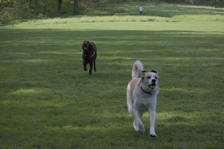 20250513_Dog park with Imby and Brogan__DSC0117_.jpg