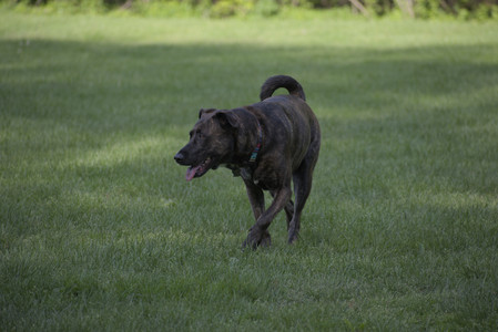 20250513_Dog park with Imby and Brogan__DSC0119_.jpg