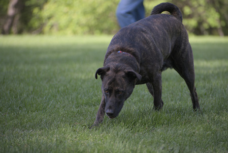 20250513_Dog park with Imby and Brogan__DSC0120_.jpg