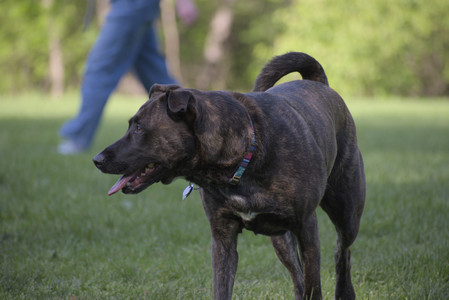 20250513_Dog park with Imby and Brogan__DSC0121_.jpg