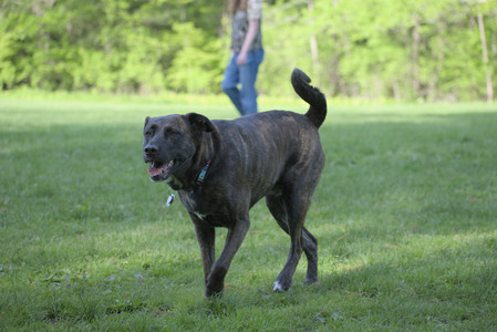 20250513_Dog park with Imby and Brogan__DSC0127_.jpg