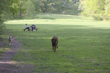 20250513_Dog park with Imby and Brogan__DSC0130_.jpg