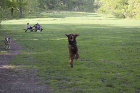 20250513_Dog park with Imby and Brogan__DSC0133_.jpg