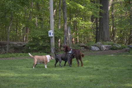 20250513_Dog park with Imby and Brogan__DSC0140_.jpg