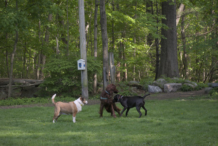 20250513_Dog park with Imby and Brogan__DSC0142_.jpg