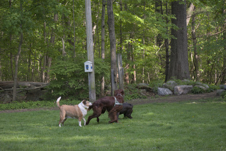 20250513_Dog park with Imby and Brogan__DSC0143_.jpg