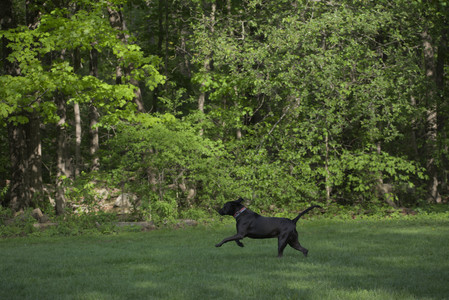 20250513_Dog park with Imby and Brogan__DSC0146_.jpg