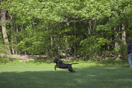 20250513_Dog park with Imby and Brogan__DSC0154_.jpg