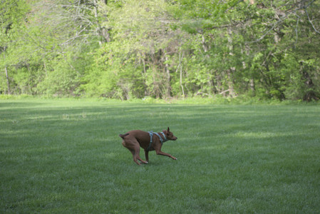 20250513_Dog park with Imby and Brogan__DSC0156_.jpg