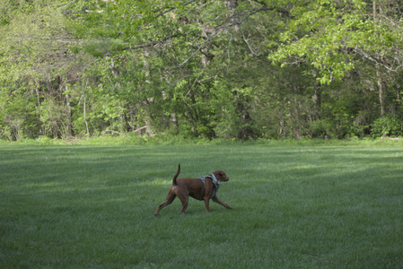 20250513_Dog park with Imby and Brogan__DSC0159_.jpg