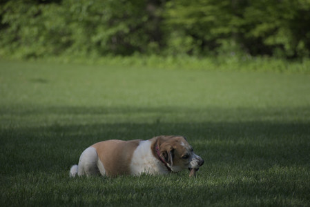 20250513_Dog park with Imby and Brogan__DSC0165_.jpg