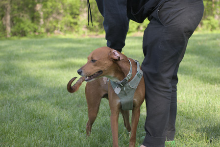 20250513_Dog park with Imby and Brogan__DSC0167_.jpg
