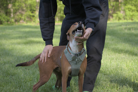 20250513_Dog park with Imby and Brogan__DSC0168_.jpg