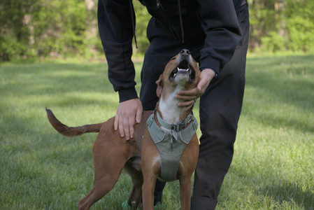 20250513_Dog park with Imby and Brogan__DSC0169_.jpg