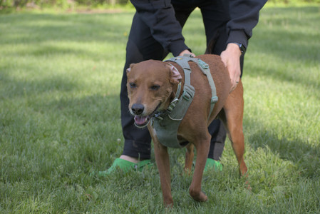 20250513_Dog park with Imby and Brogan__DSC0173_.jpg