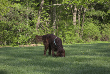 20250513_Dog park with Imby and Brogan__DSC0181_.jpg