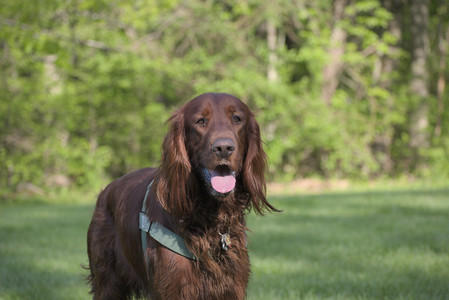 20250513_Dog park with Imby and Brogan__DSC0186_.jpg