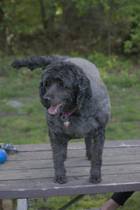 20250513_Dog park with Imby and Brogan__DSC0199_.jpg