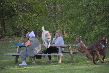 20250513_Dog park with Imby and Brogan__DSC0200_.jpg