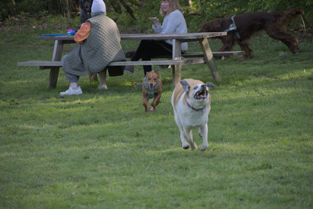 20250513_Dog park with Imby and Brogan__DSC0204_.jpg