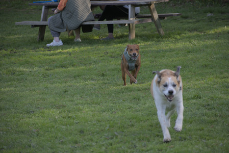 20250513_Dog park with Imby and Brogan__DSC0205_.jpg
