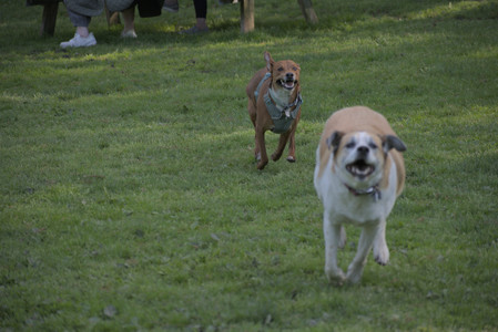 20250513_Dog park with Imby and Brogan__DSC0206_.jpg