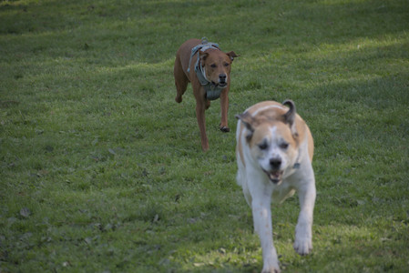 20250513_Dog park with Imby and Brogan__DSC0207_.jpg
