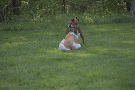 20250513_Dog park with Imby and Brogan__DSC0208_.jpg