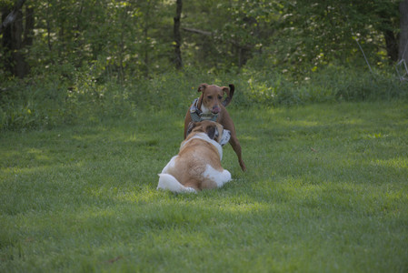 20250513_Dog park with Imby and Brogan__DSC0210_.jpg