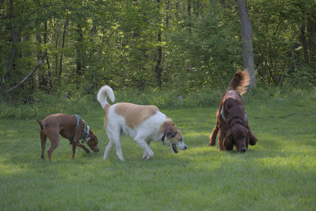 20250513_Dog park with Imby and Brogan__DSC0215_.jpg