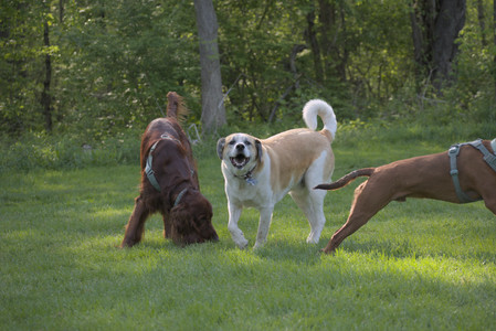 20250513_Dog park with Imby and Brogan__DSC0219_.jpg