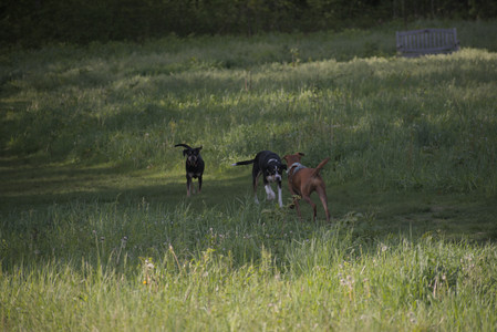 20250513_Dog park with Imby and Brogan__DSC0234_.jpg