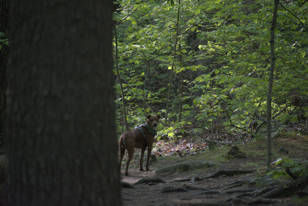 20250513_Dog park with Imby and Brogan__DSC0245_.jpg