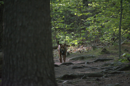 20250513_Dog park with Imby and Brogan__DSC0248_.jpg