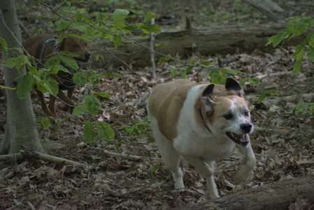 20250513_Dog park with Imby and Brogan__DSC0254_.jpg