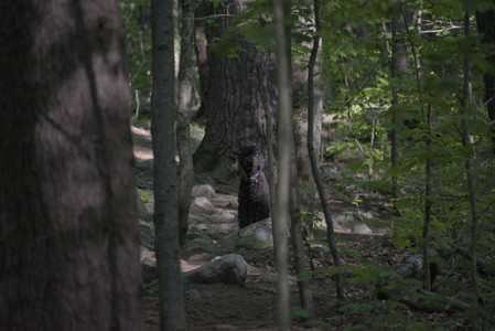 20250513_Dog park with Imby and Brogan__DSC0262_.jpg