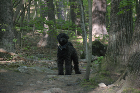 20250513_Dog park with Imby and Brogan__DSC0265_.jpg