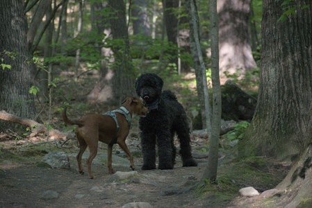 20250513_Dog park with Imby and Brogan__DSC0271_.jpg