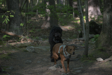 20250513_Dog park with Imby and Brogan__DSC0274_.jpg