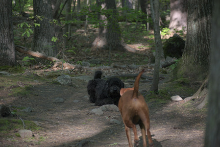 20250513_Dog park with Imby and Brogan__DSC0277_.jpg