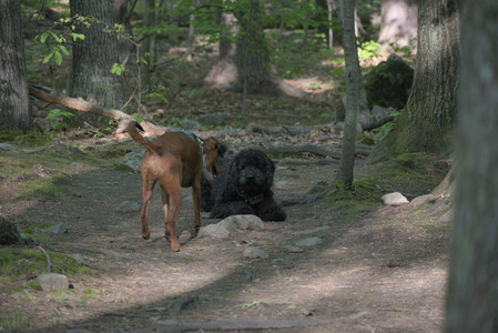 20250513_Dog park with Imby and Brogan__DSC0281_.jpg