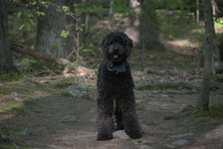 20250513_Dog park with Imby and Brogan__DSC0284_.jpg