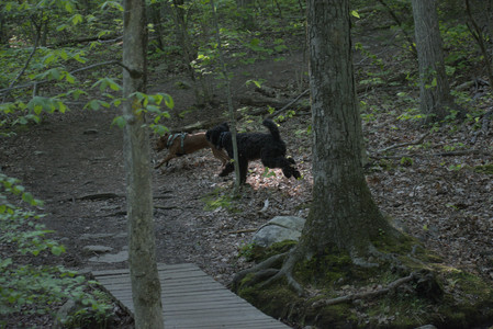 20250513_Dog park with Imby and Brogan__DSC0286_.jpg