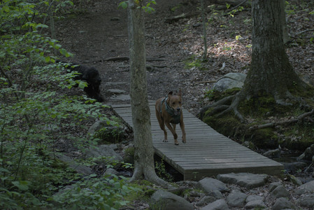 20250513_Dog park with Imby and Brogan__DSC0288_.jpg