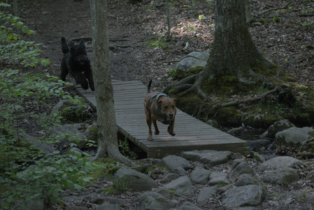 20250513_Dog park with Imby and Brogan__DSC0289_.jpg