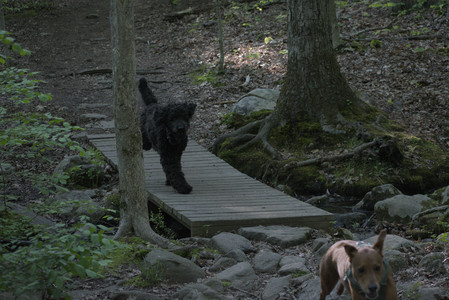 20250513_Dog park with Imby and Brogan__DSC0291_.jpg