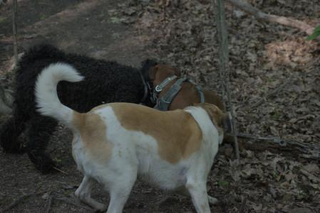 20250513_Dog park with Imby and Brogan__DSC0293_.jpg