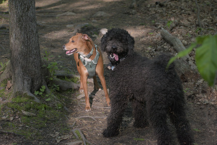 20250513_Dog park with Imby and Brogan__DSC0300_.jpg