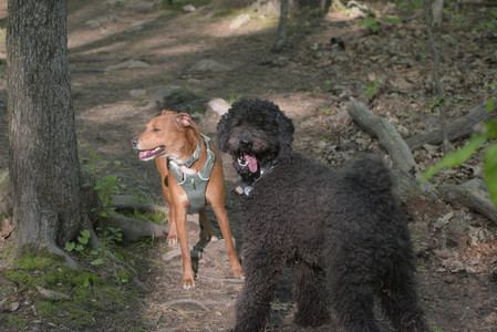 20250513_Dog park with Imby and Brogan__DSC0301_.jpg